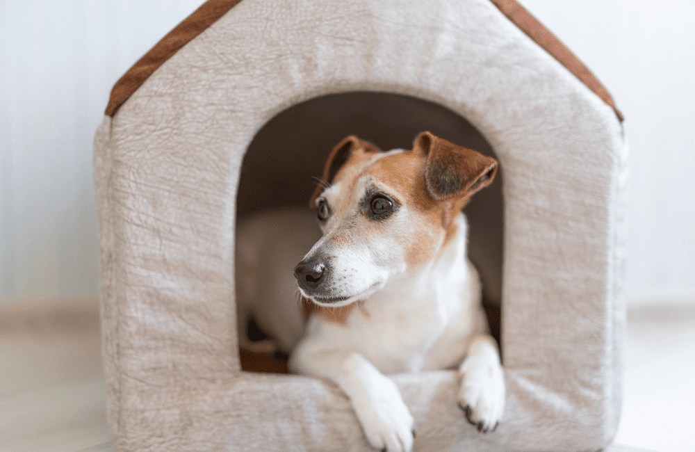 Les animaux domestiques dans mon logement social